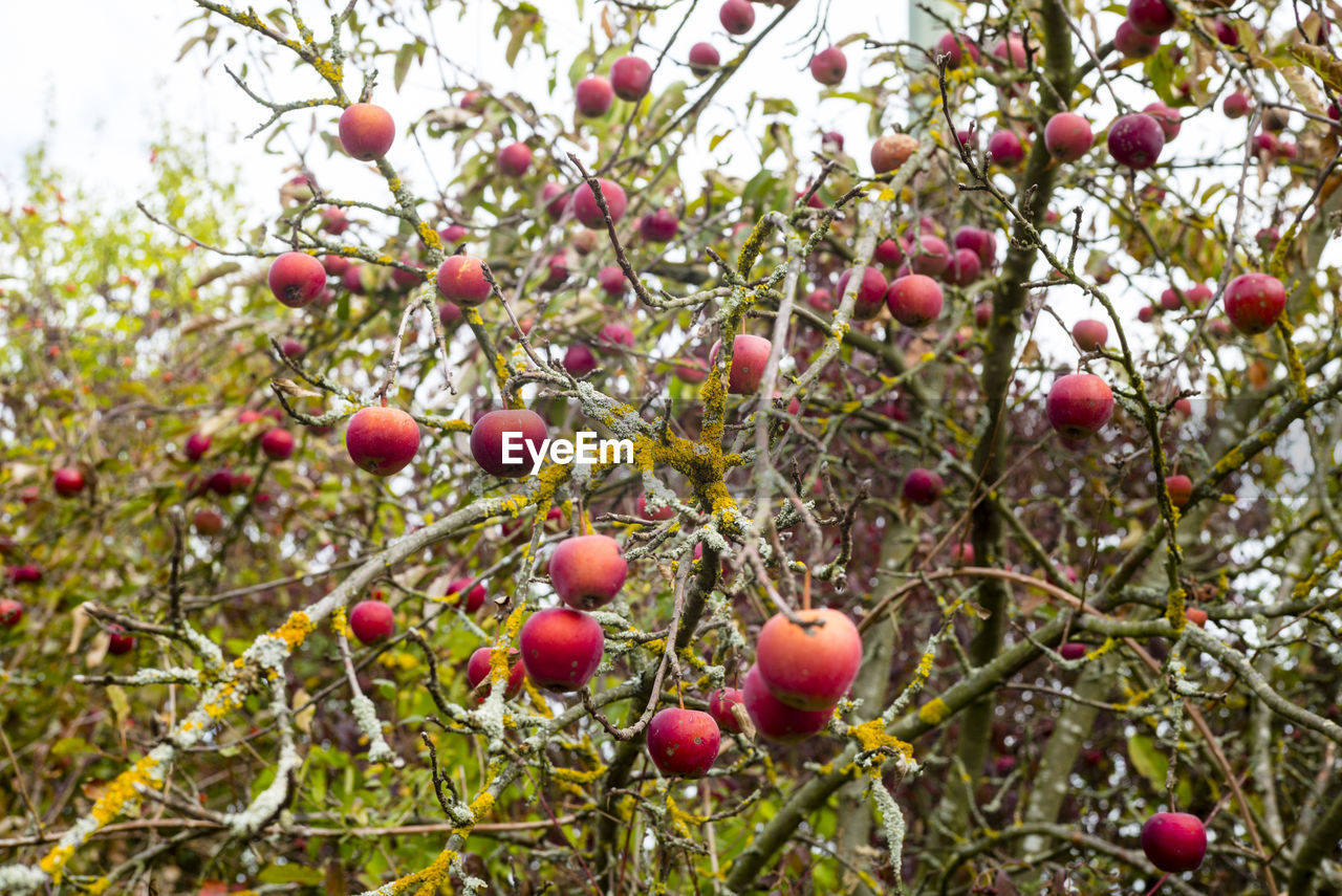 CLOSE-UP OF CHERRIES ON TREE