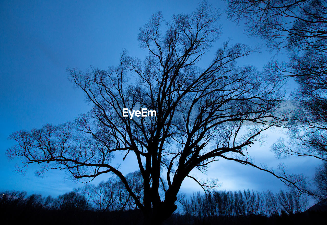 Silhouette bare tree on field against sky at dusk