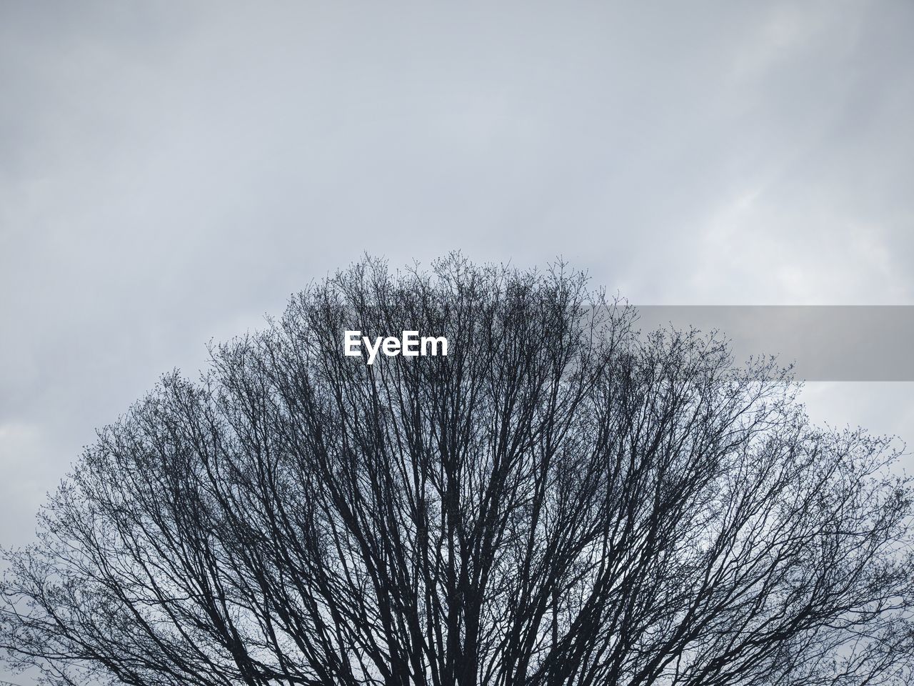 LOW ANGLE VIEW OF SILHOUETTE TREE AGAINST SKY