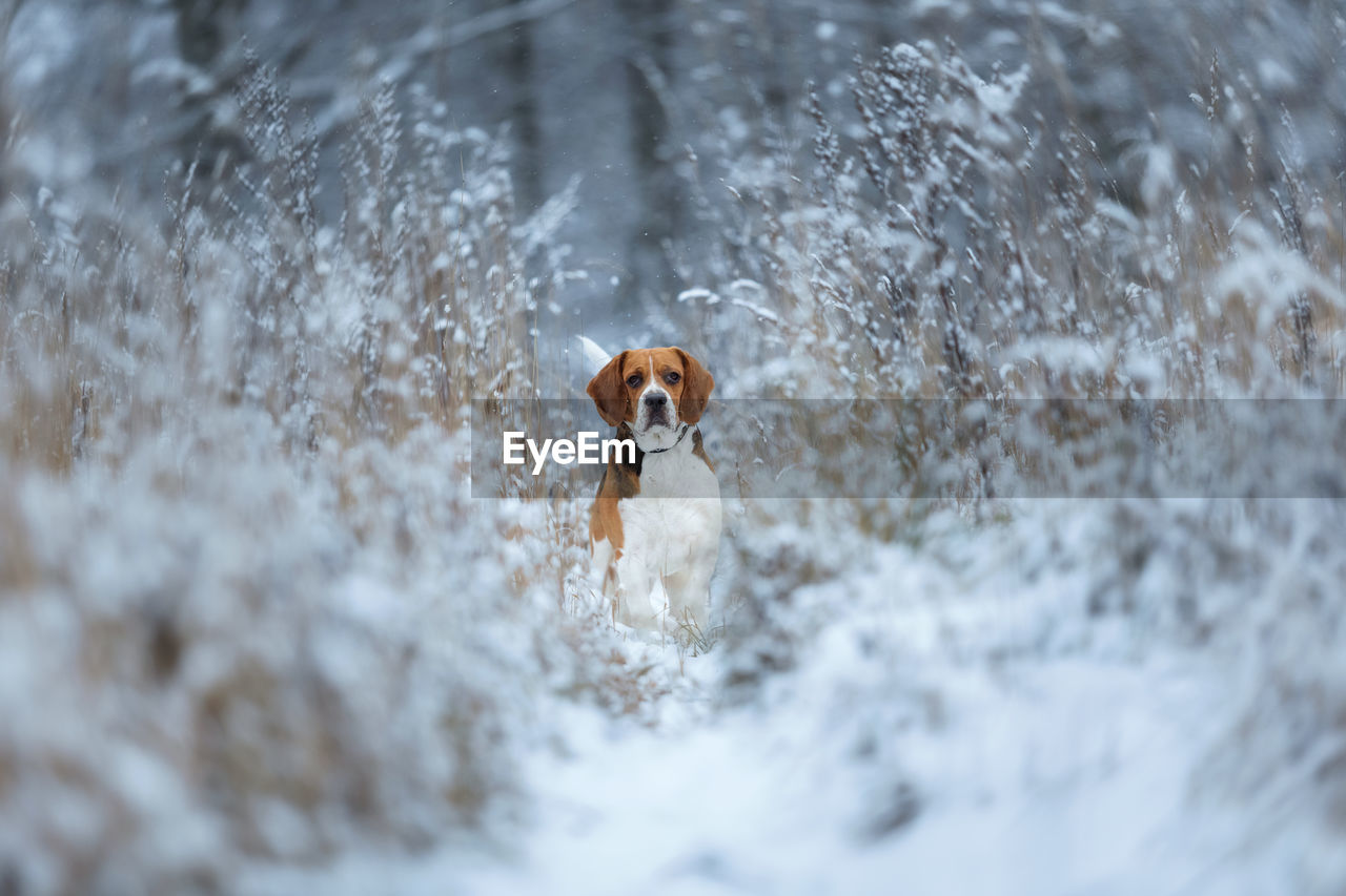 PORTRAIT OF DOG IN SNOW