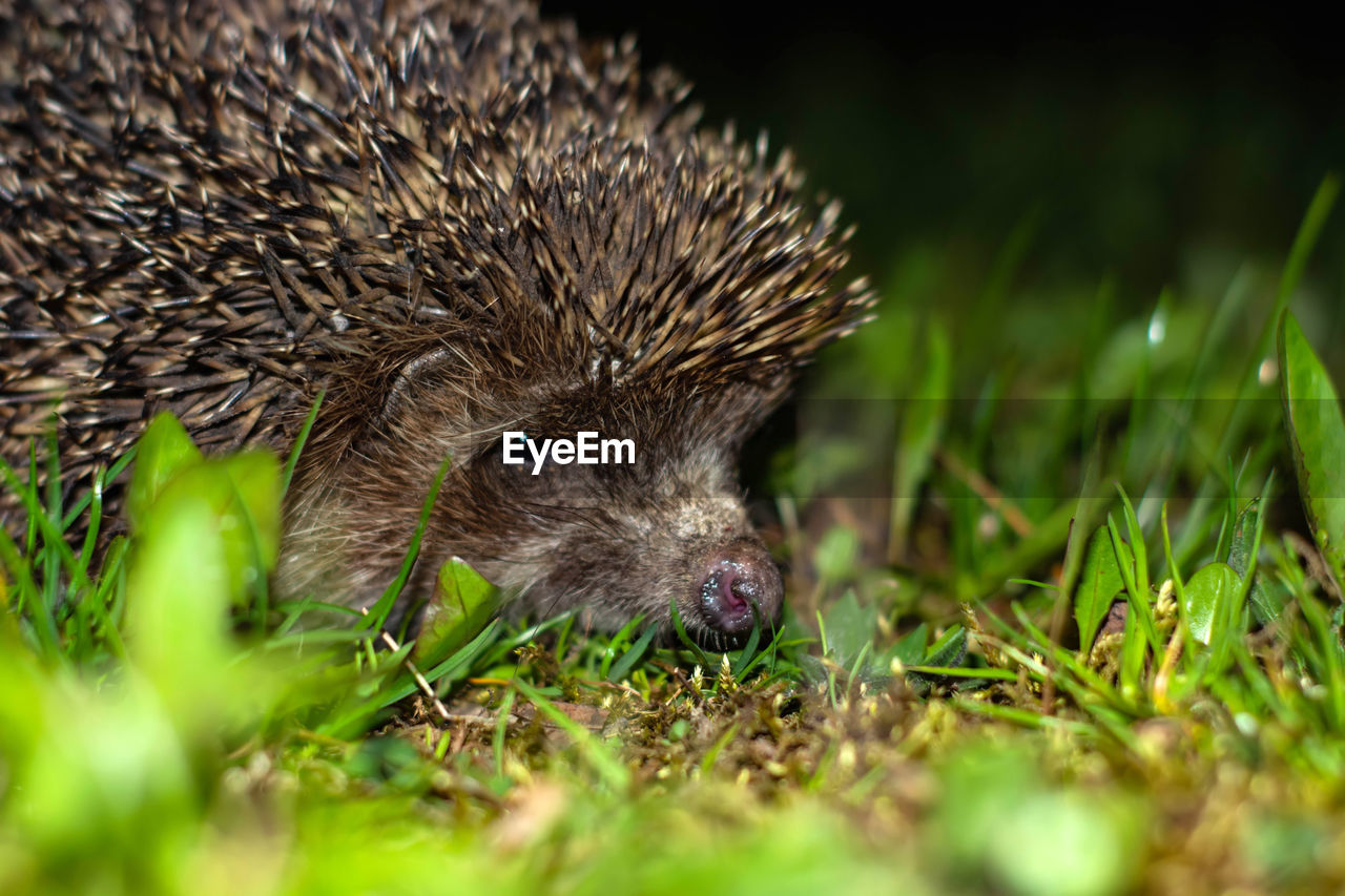 CLOSE-UP OF AN ANIMAL ON FIELD