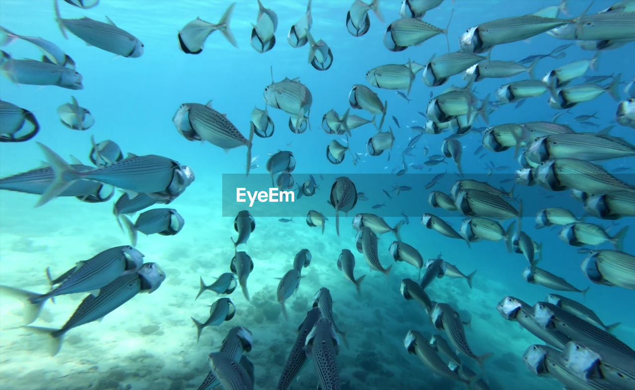 VIEW OF FISH SWIMMING IN SEA