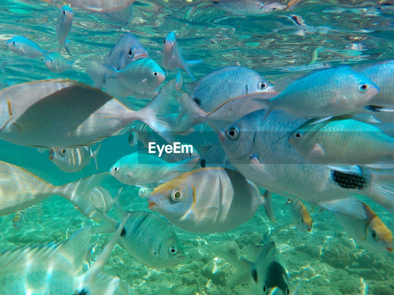 Close-up of fish swimming