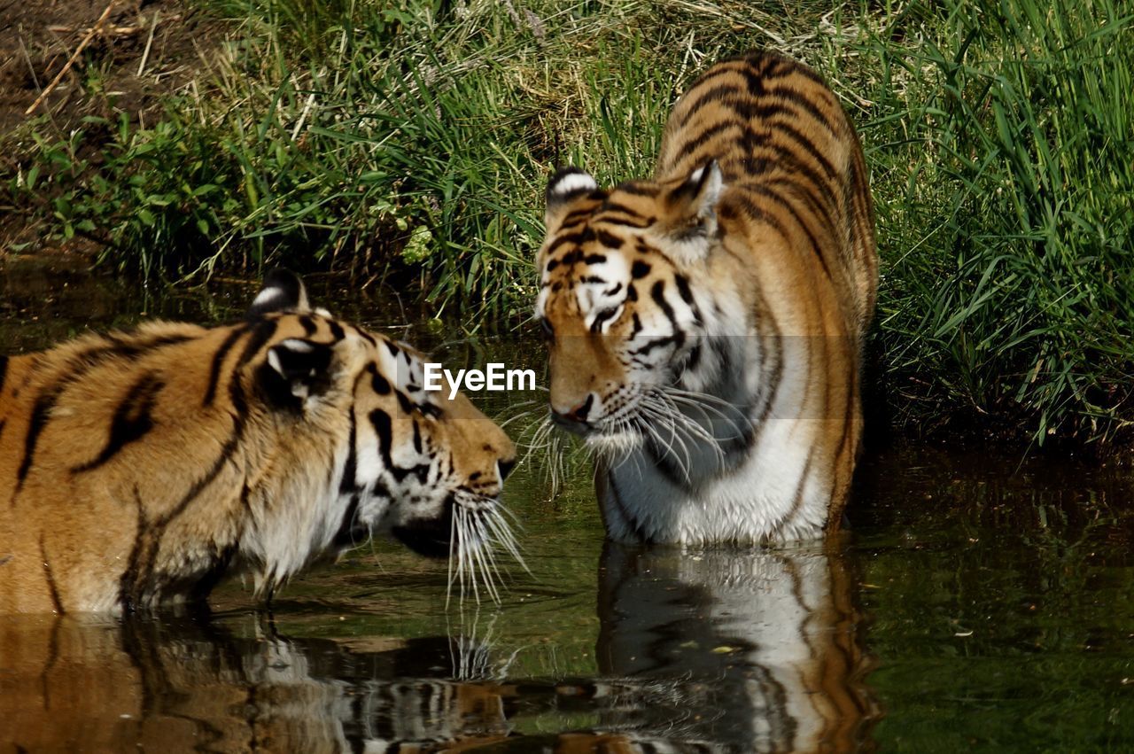 VIEW OF A TIGER IN LAKE