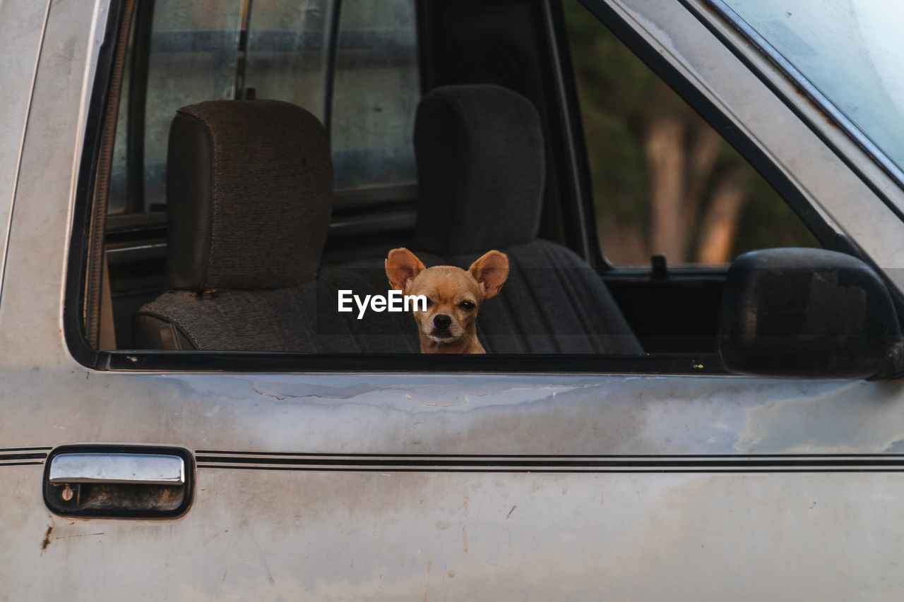 Small dog in the window of a car looking funny and fierce.