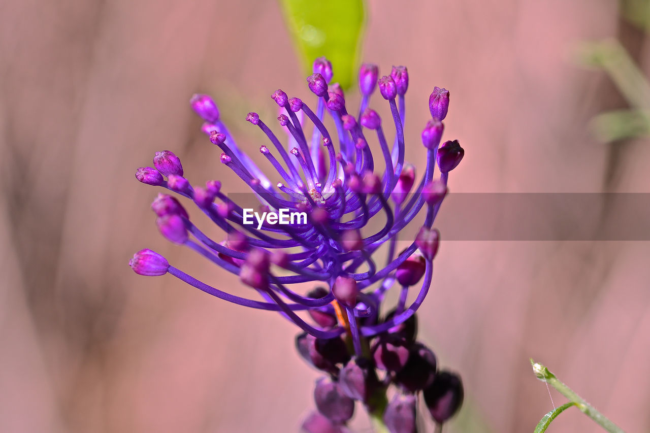 Close-up of purple flowering plant