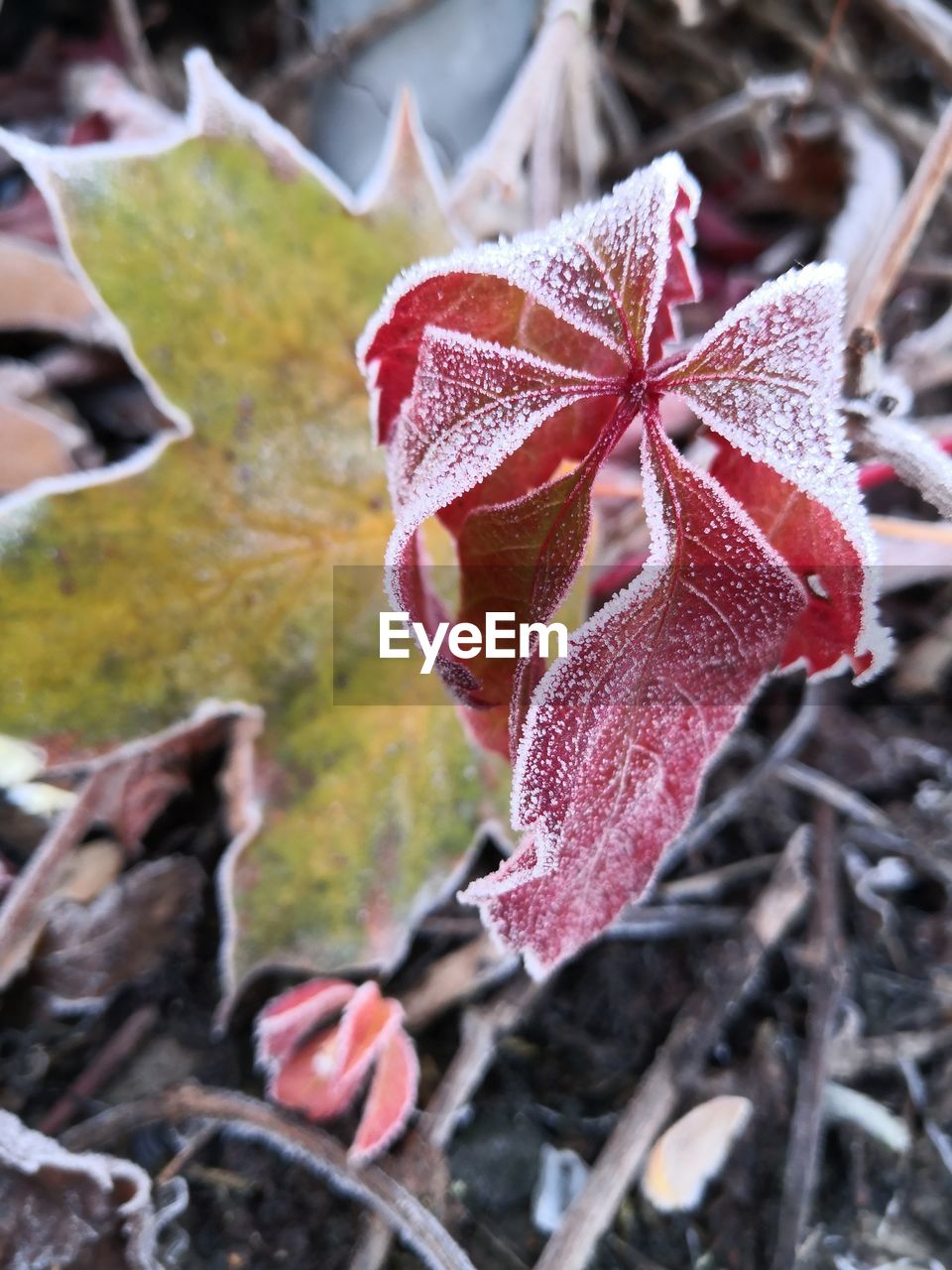 Close-up of red leaves on plant during winter