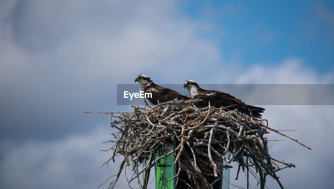 BIRDS PERCHING ON NEST