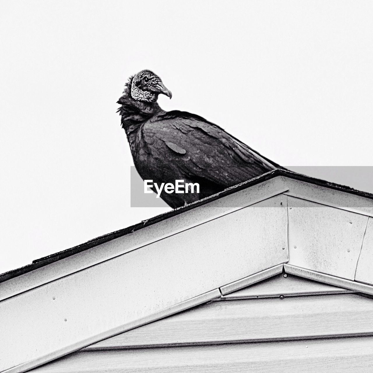 Low angle view of vulture perching on roof against clear sky