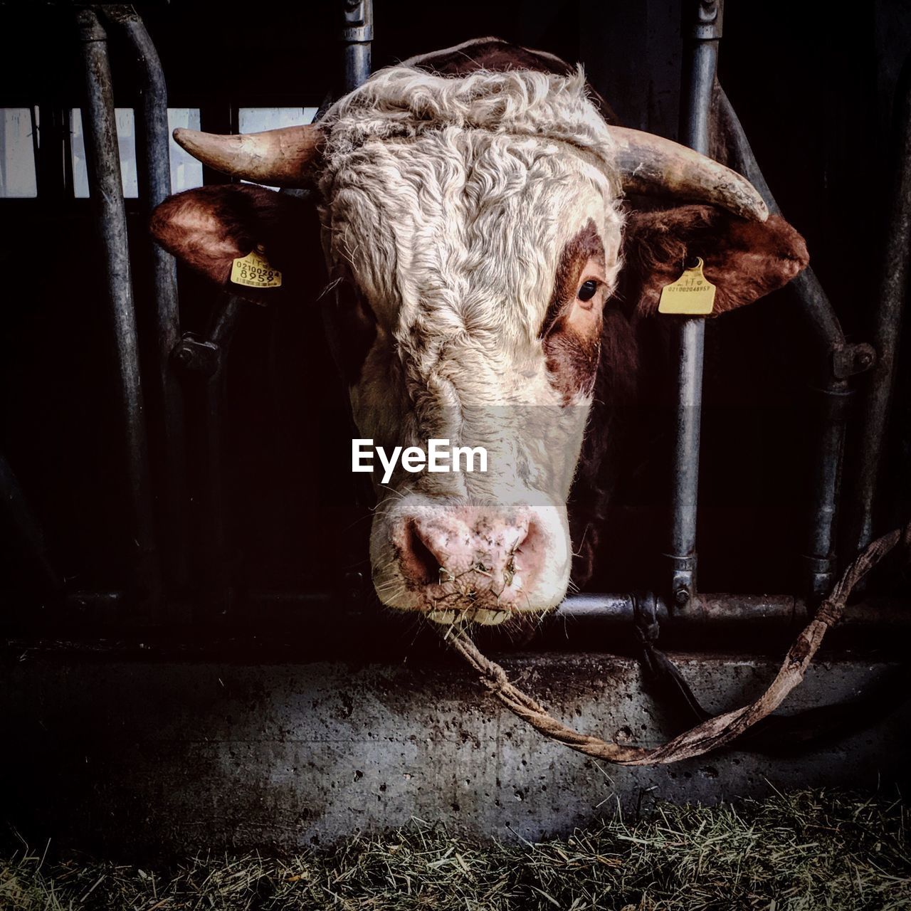 Portrait of a cow in confinement