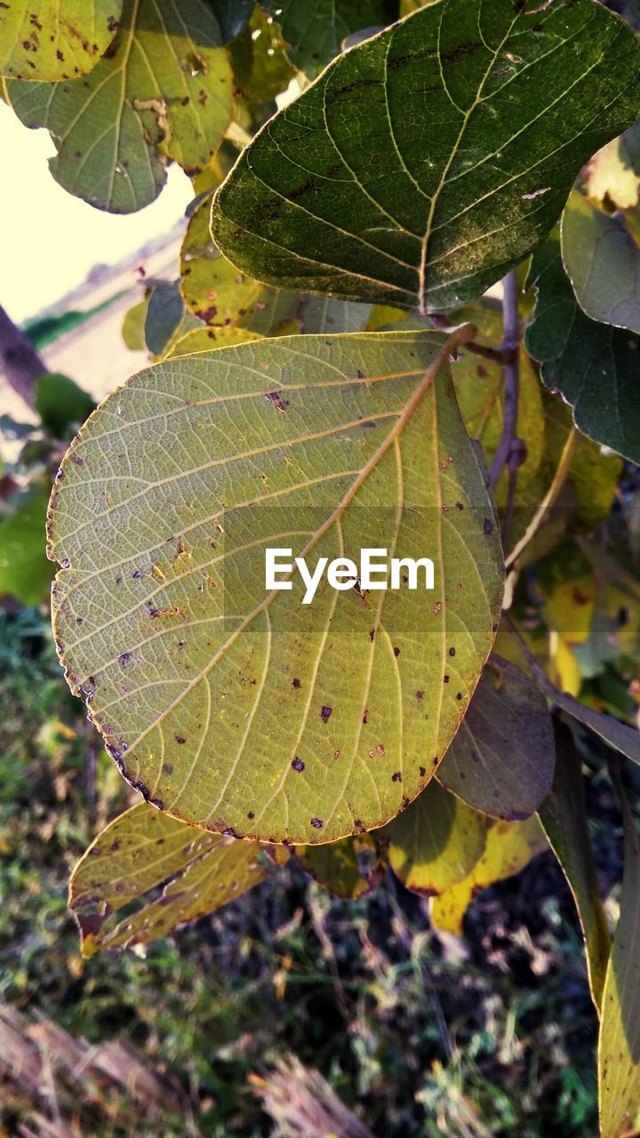 HIGH ANGLE VIEW OF FRESH GREEN LEAF ON LAND