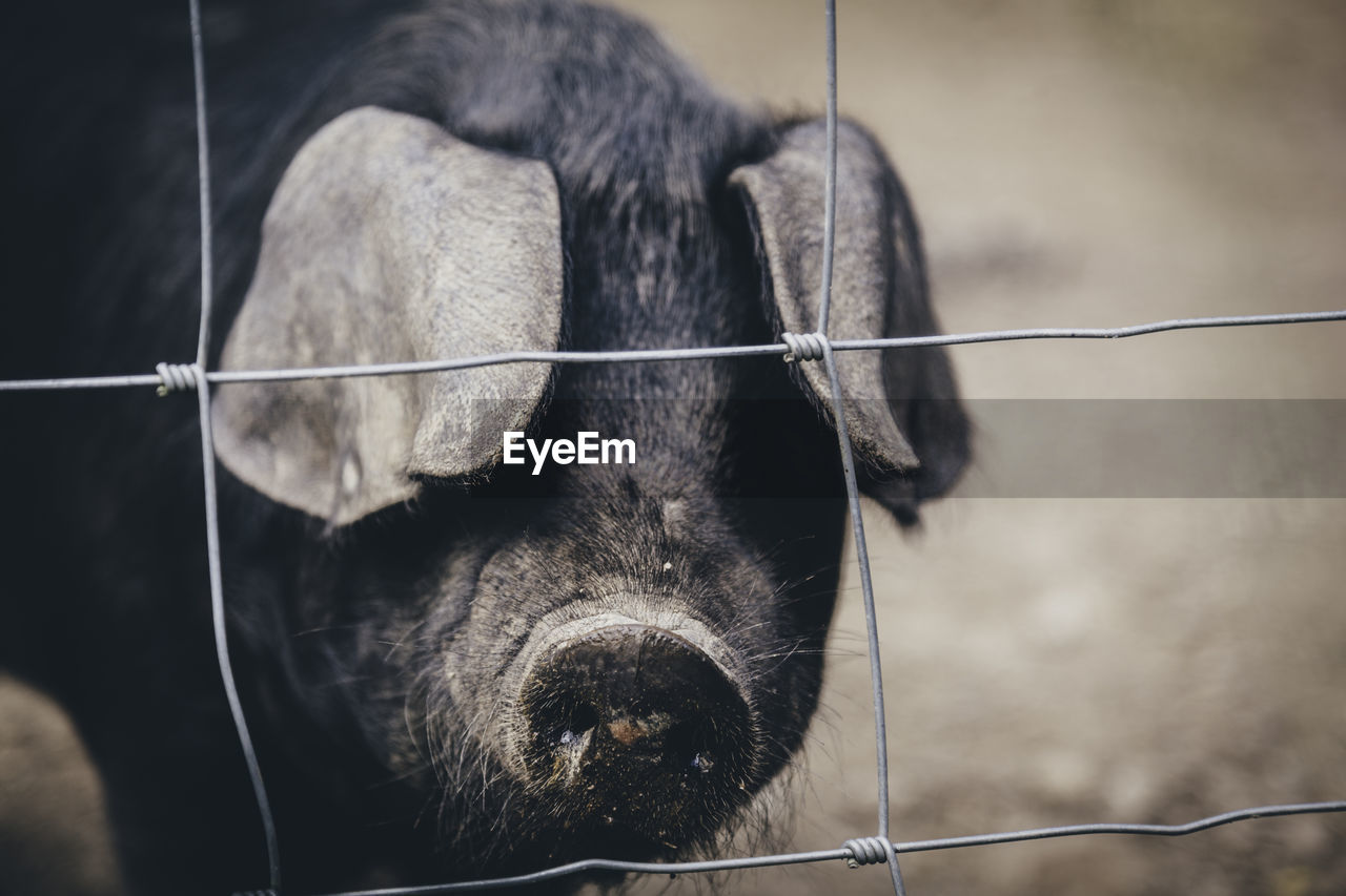 Pig by fence at farm