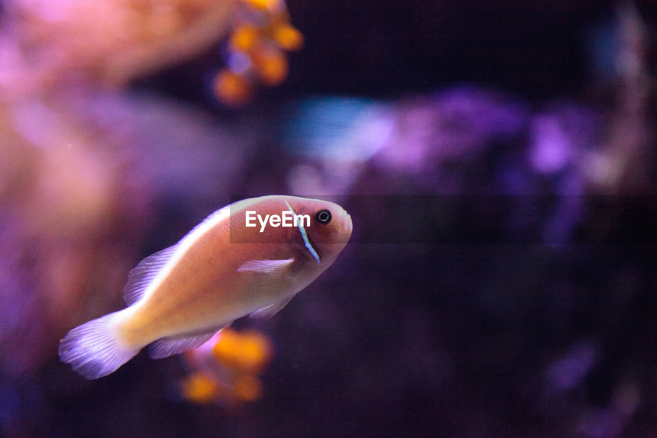 Close-up of fish swimming