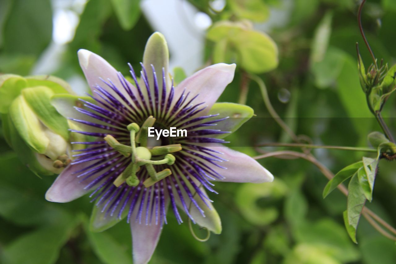 Directly above shot of passion flower growing on plant