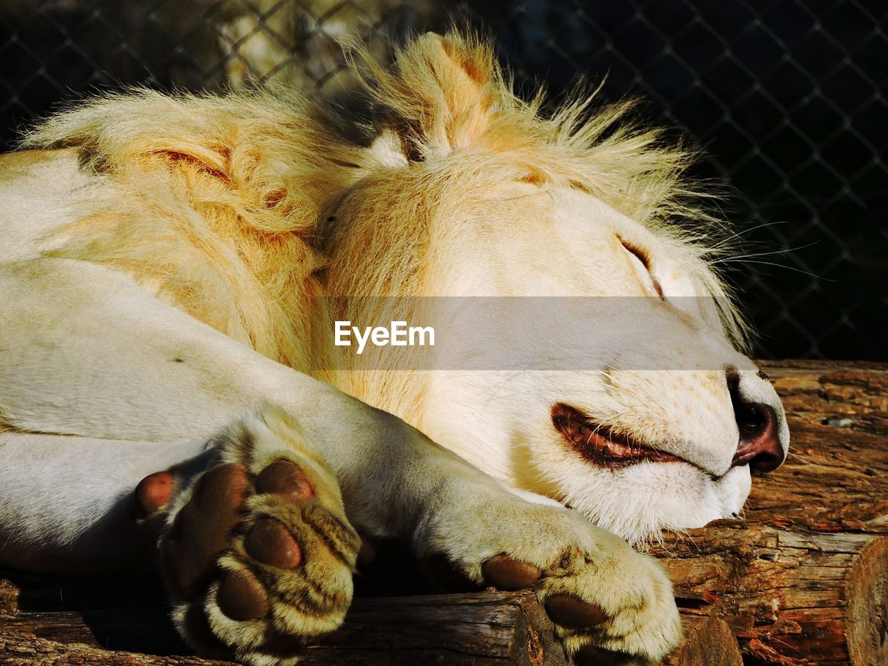 Close-up of a lion sleeping