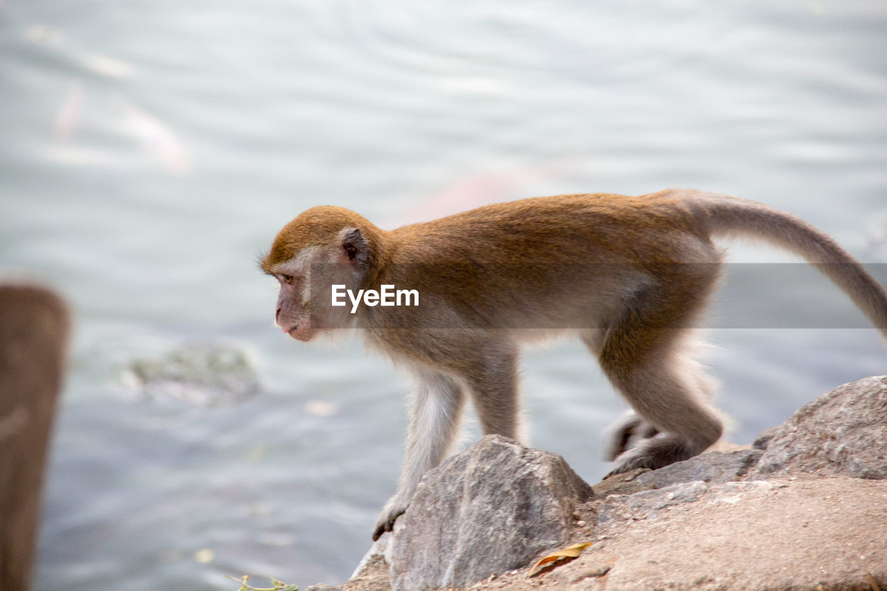 Close-up side view of a monkey against water