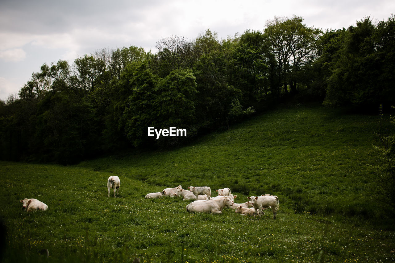 White cows in grass on cloudy day in france