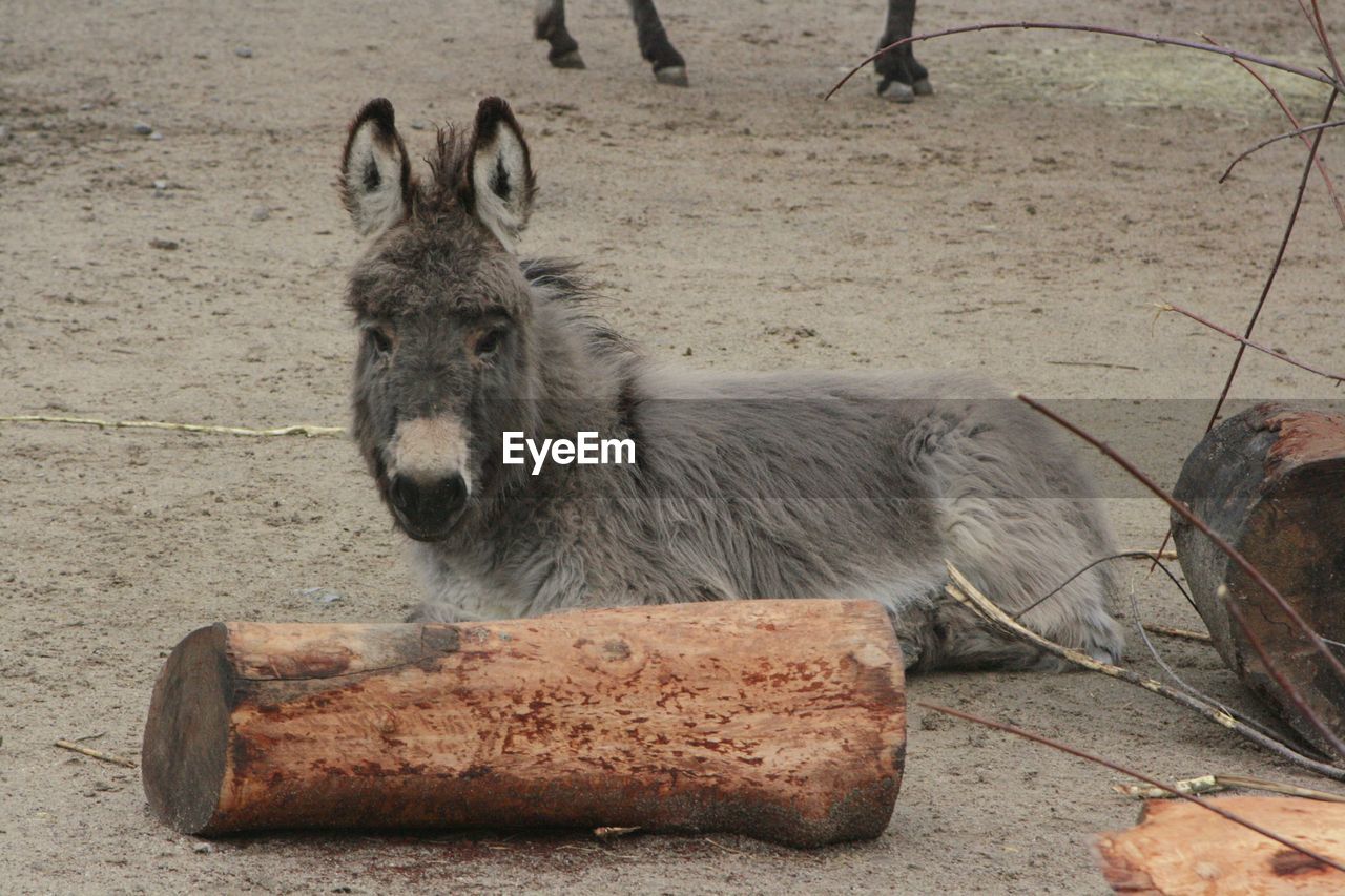 animal, animal themes, mammal, one animal, animal wildlife, donkey, wildlife, domestic animals, pet, day, land, no people, nature, outdoors, mule