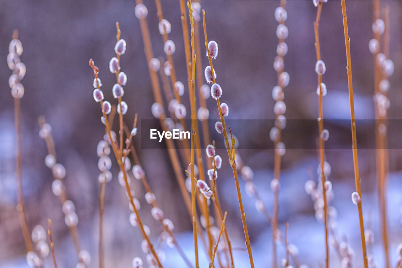 Close-up of plants during winter