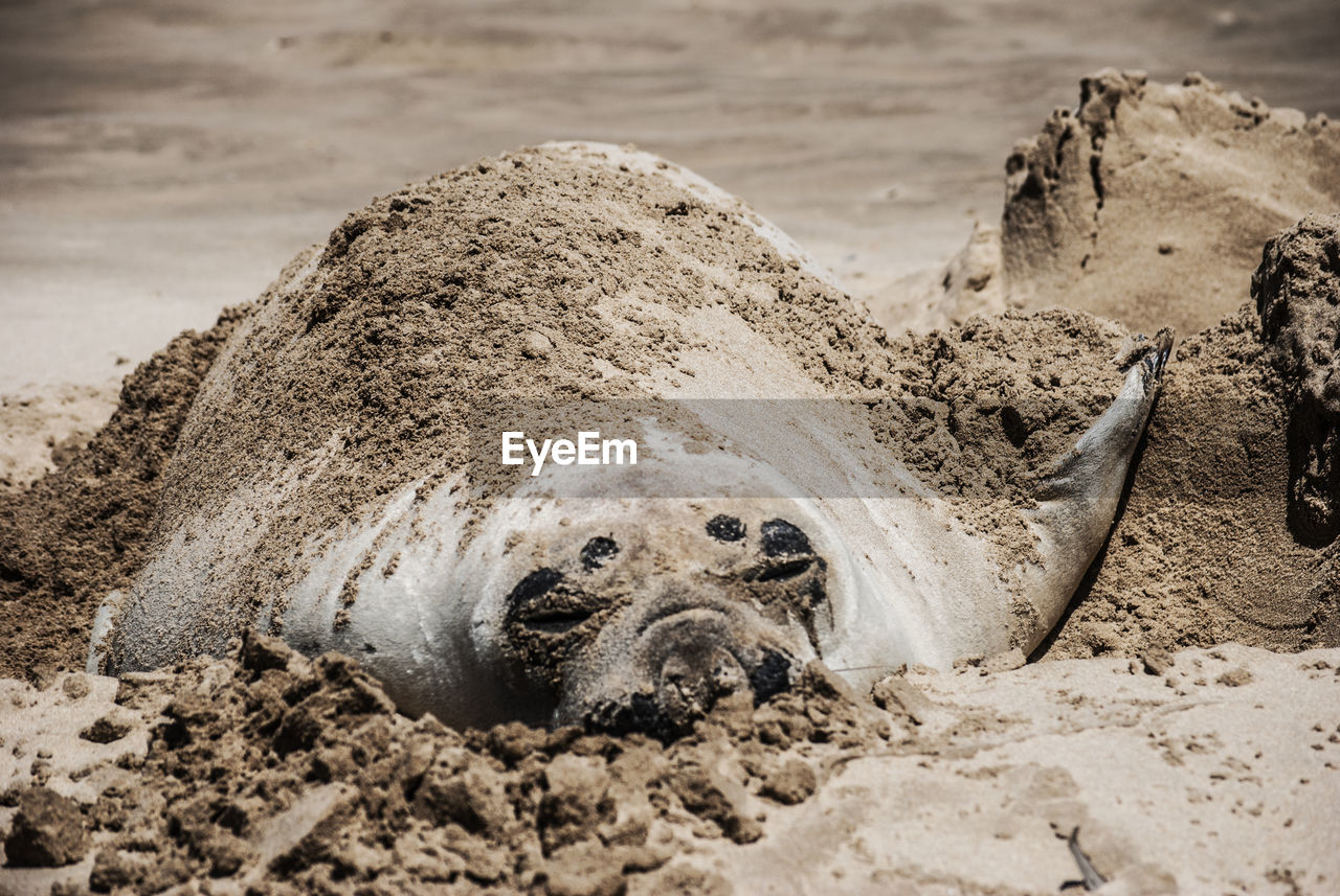 Close-up of elephant seal