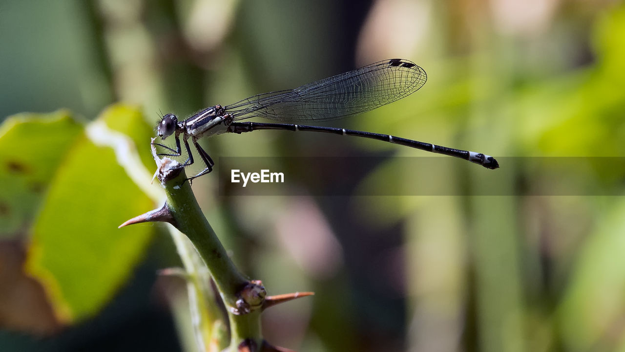 CLOSE-UP OF A DRAGONFLY