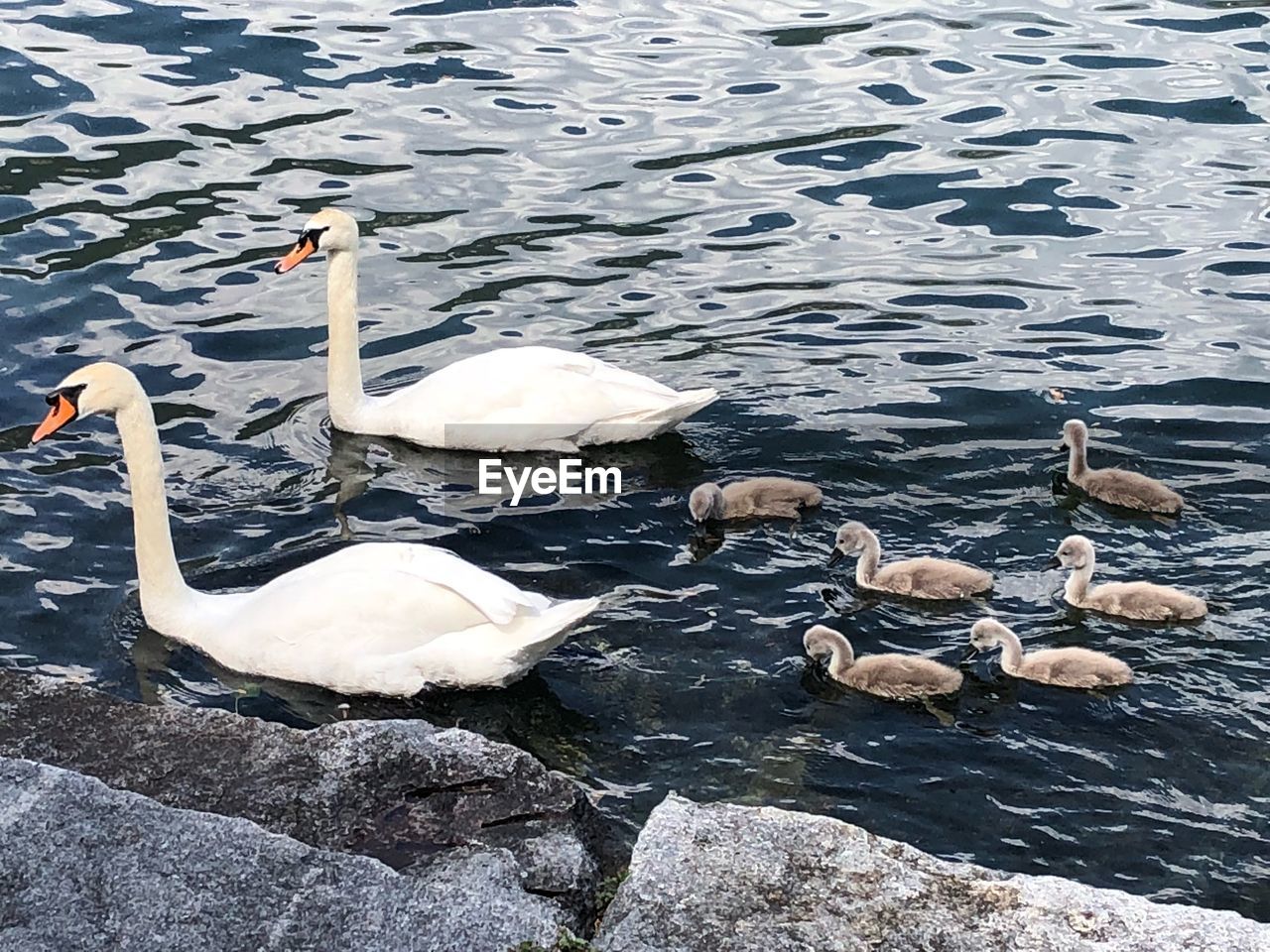 HIGH ANGLE VIEW OF SWAN SWIMMING ON LAKE