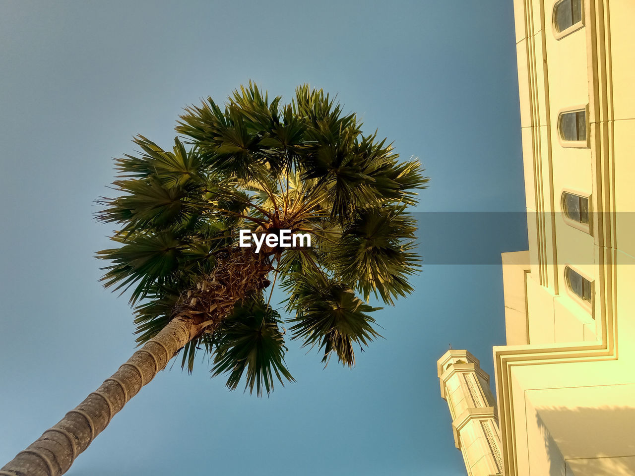 Low angle view of palm tree at mosque against clear blue sky 