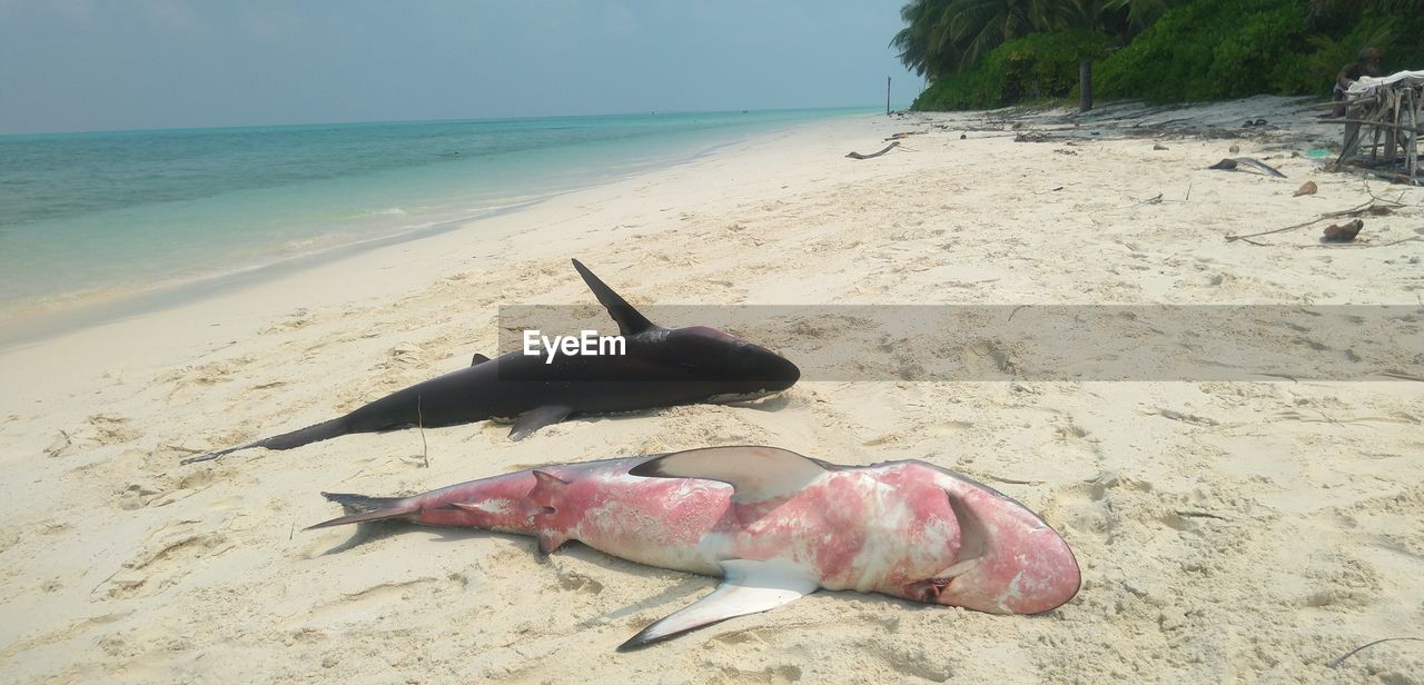 DEAD FISH ON BEACH