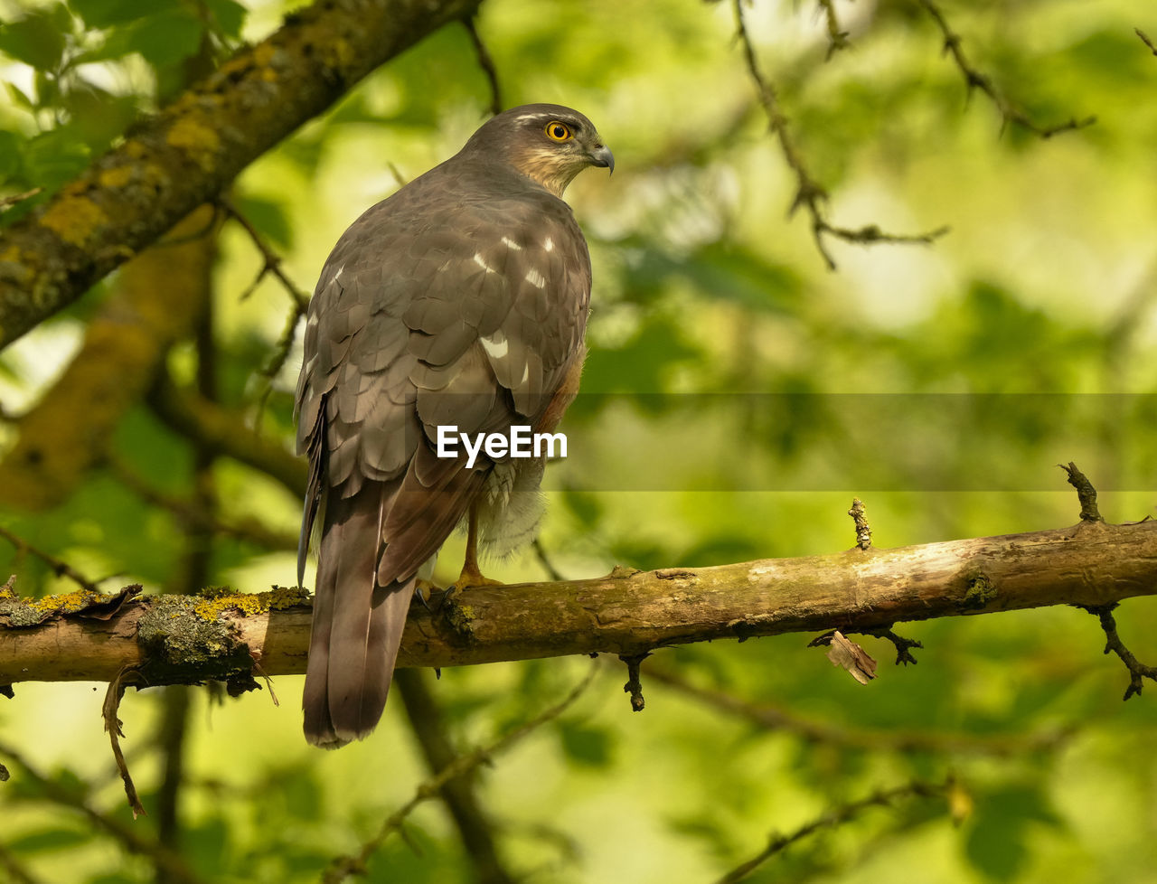 animal wildlife, animal themes, animal, bird, wildlife, tree, one animal, perching, beak, branch, plant, nature, bird of prey, hawk, outdoors, full length, no people, beauty in nature, forest
