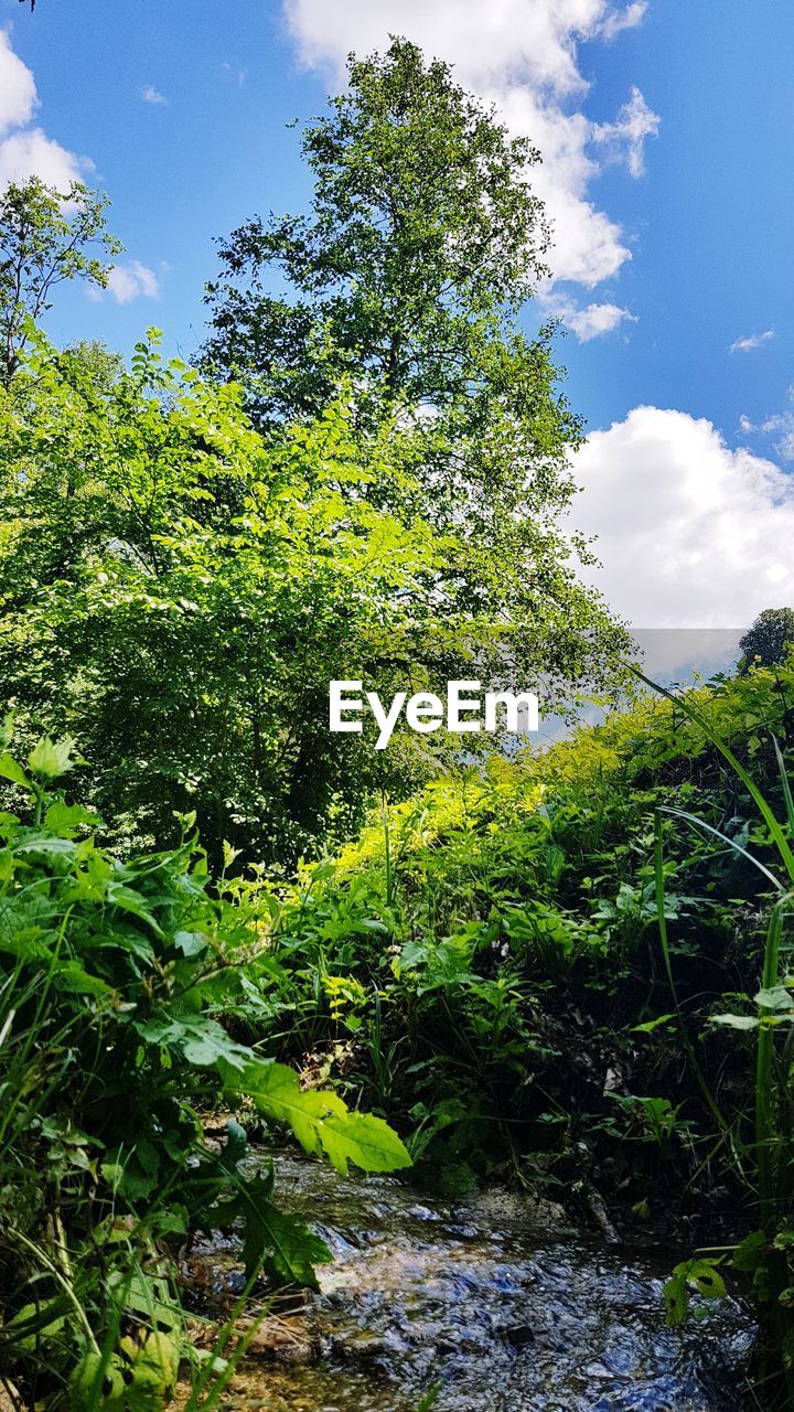 LOW ANGLE VIEW OF TREES GROWING IN FOREST AGAINST SKY