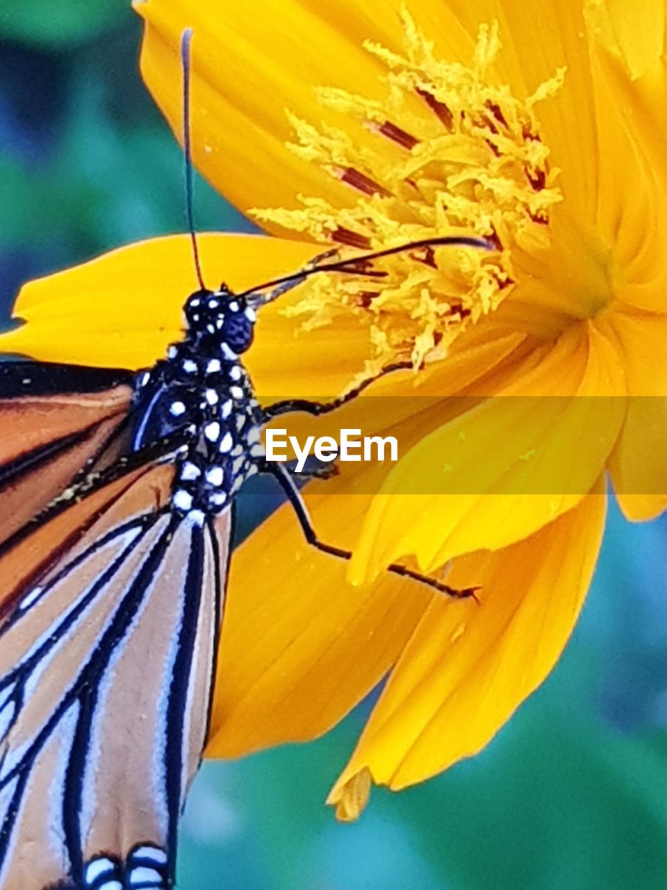 CLOSE-UP OF BUTTERFLY POLLINATING ON FLOWER