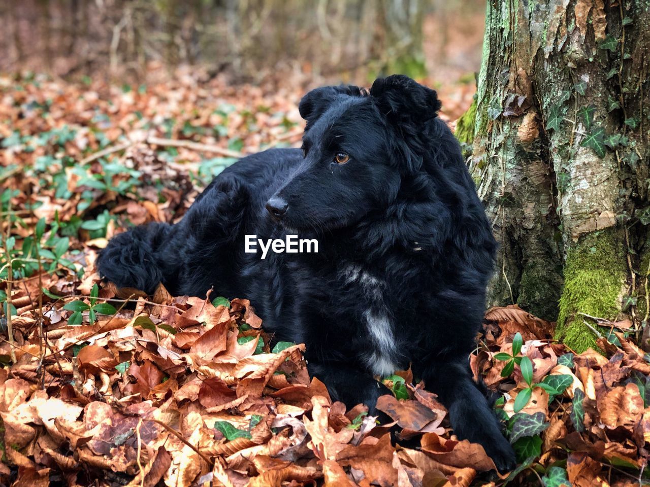 Black dog in the forest