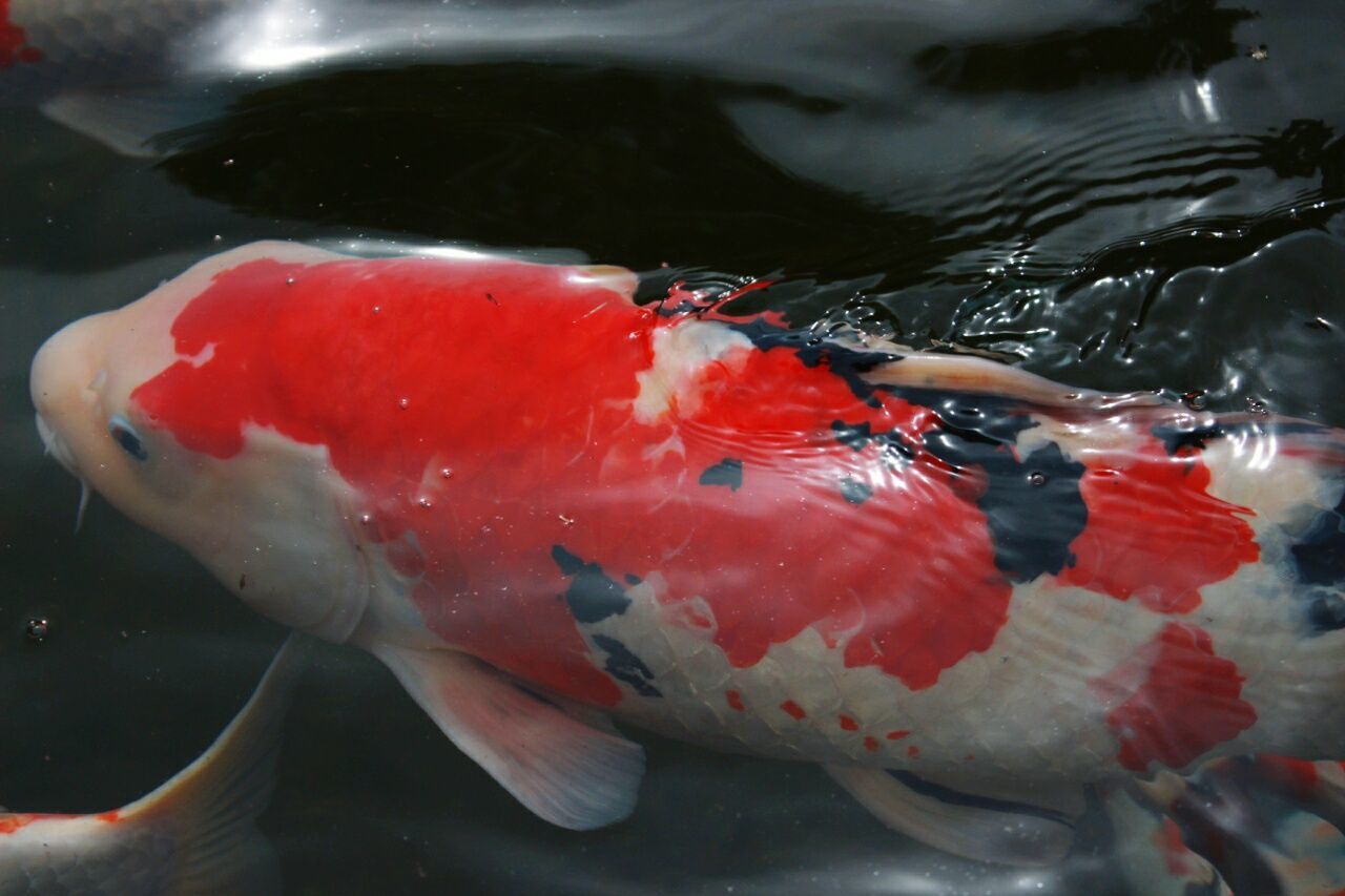 Close-up of fish in water