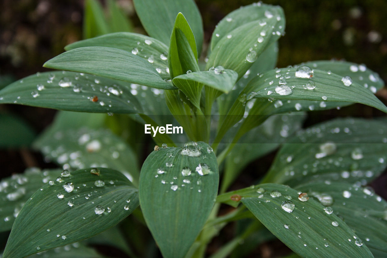 Close-up of wet plant leaves during rainy season