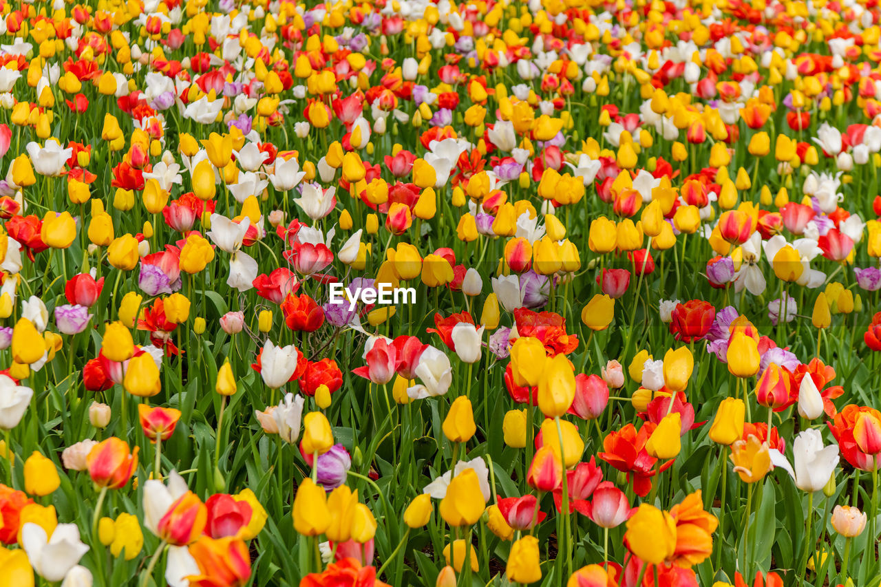 MULTI COLORED TULIPS IN FIELD