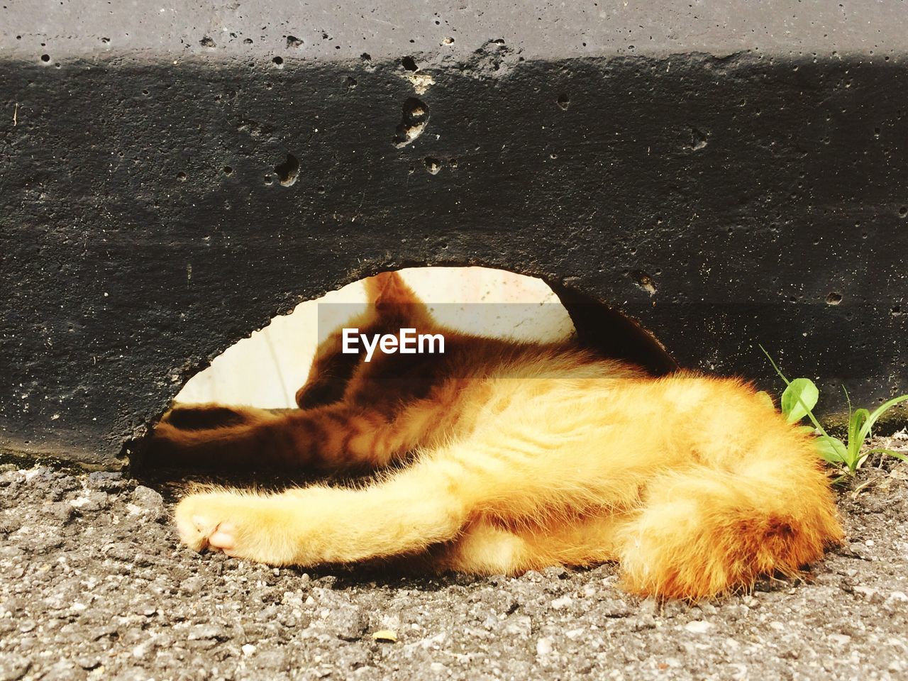 CLOSE-UP OF CAT RELAXING ON GROUND