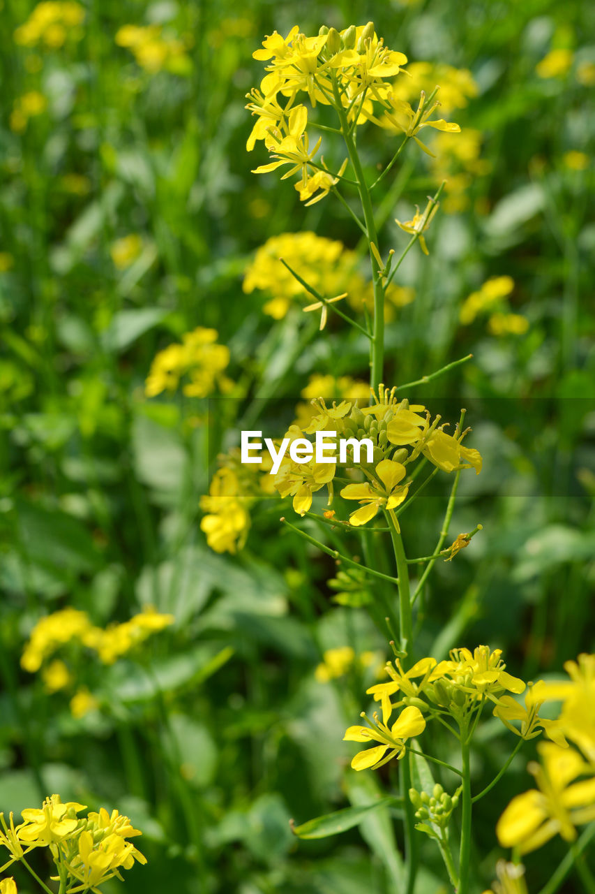 Closeup view of mustard yellow flowers blooming in field