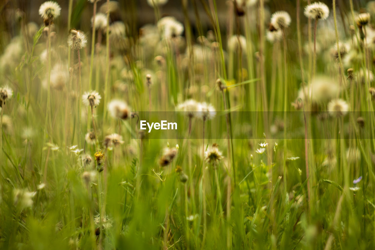 Plants growing outdoors