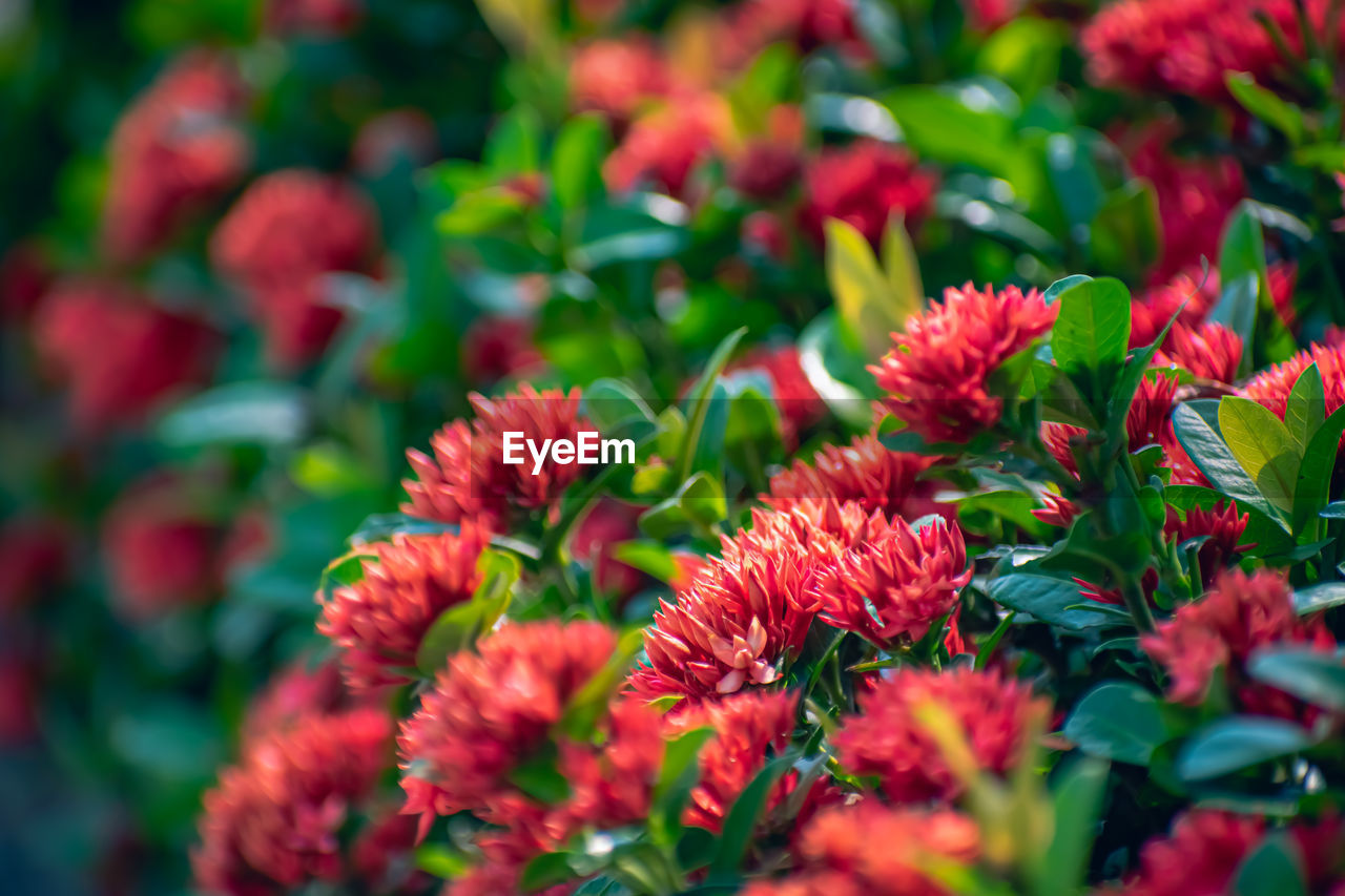 CLOSE-UP OF RED PLANTS