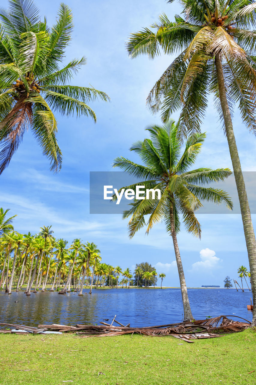 Tropical island with coconut palm trees in a beautiful day