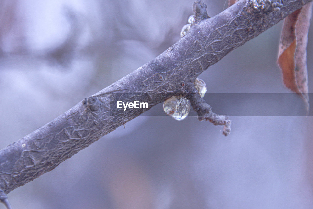 winter, freezing, branch, ice, frost, close-up, twig, macro photography, snow, cold temperature, nature, leaf, frozen, no people, plant, water, focus on foreground, tree, outdoors, spring, flower, day, plant stem, beauty in nature, environment, icicle