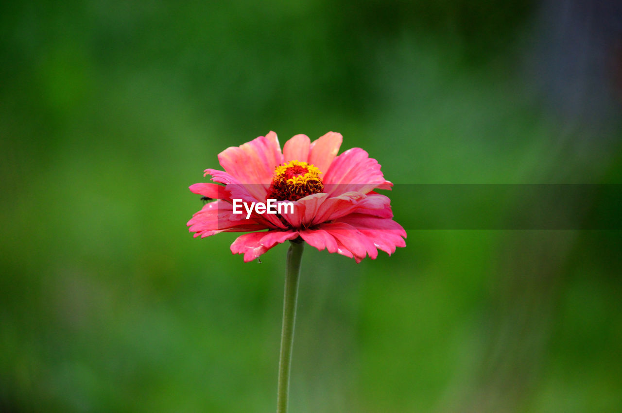 Close-up of pink flower blooming outdoors