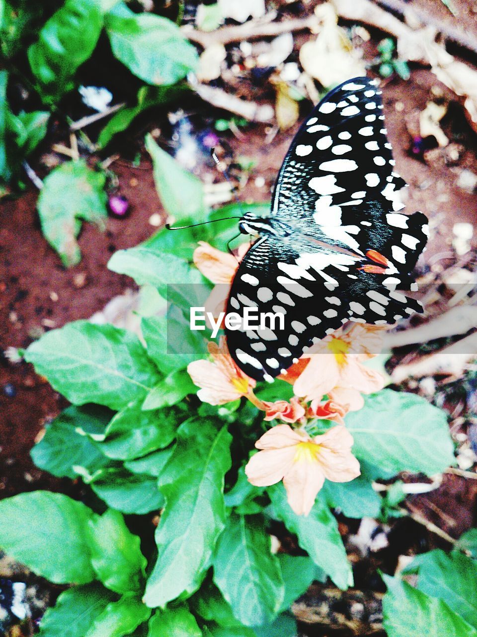 High angle view of butterfly on plant