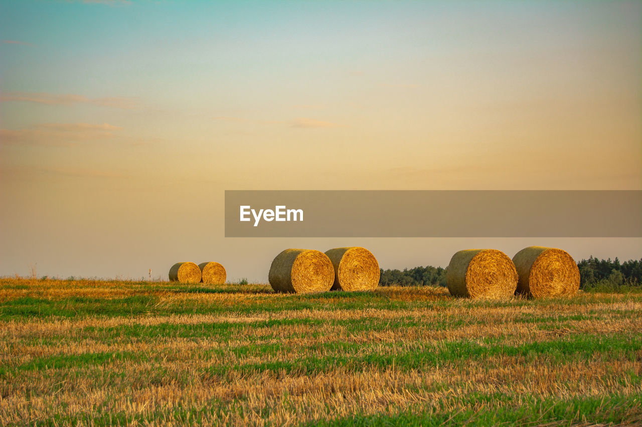 hay, bale, landscape, agriculture, field, rural scene, sky, land, environment, farm, plant, nature, scenics - nature, tranquility, harvesting, tranquil scene, sunset, crop, beauty in nature, grass, prairie, no people, cereal plant, plain, rolled up, idyllic, horizon, grassland, straw, rural area, twilight, sunlight, circle, hill, outdoors, gold, growth, corn, sun, haystack, geometric shape, cloud, non-urban scene, in a row, summer, horizon over land, dawn, yellow, evening, shape, meadow, food and drink, food, pasture, harvest, day