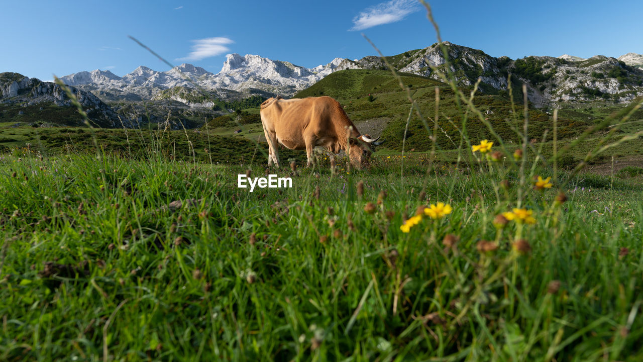 HORSE STANDING IN A FIELD