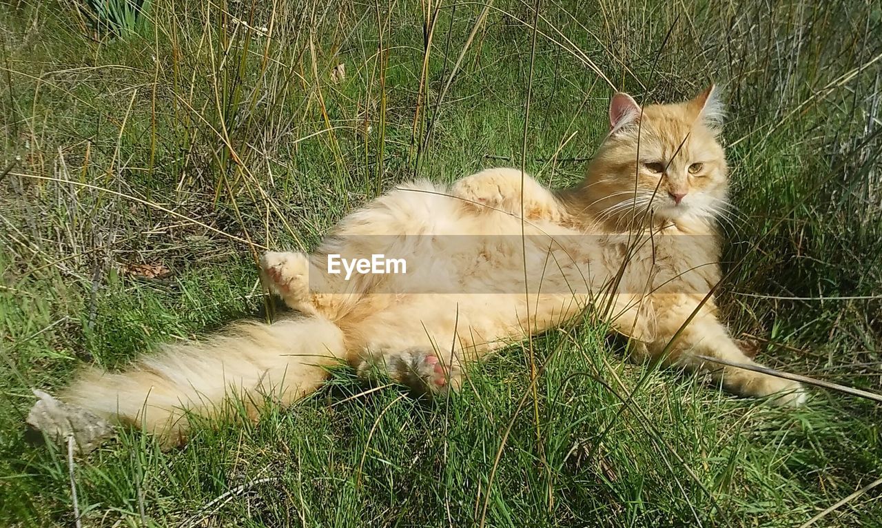 HIGH ANGLE VIEW OF RABBIT ON GRASS