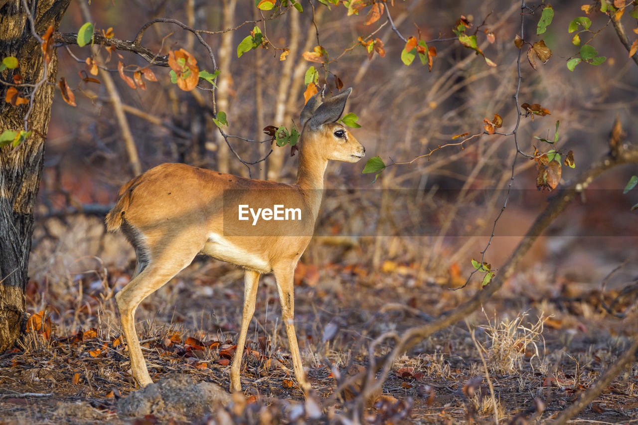 DEER IN A FOREST