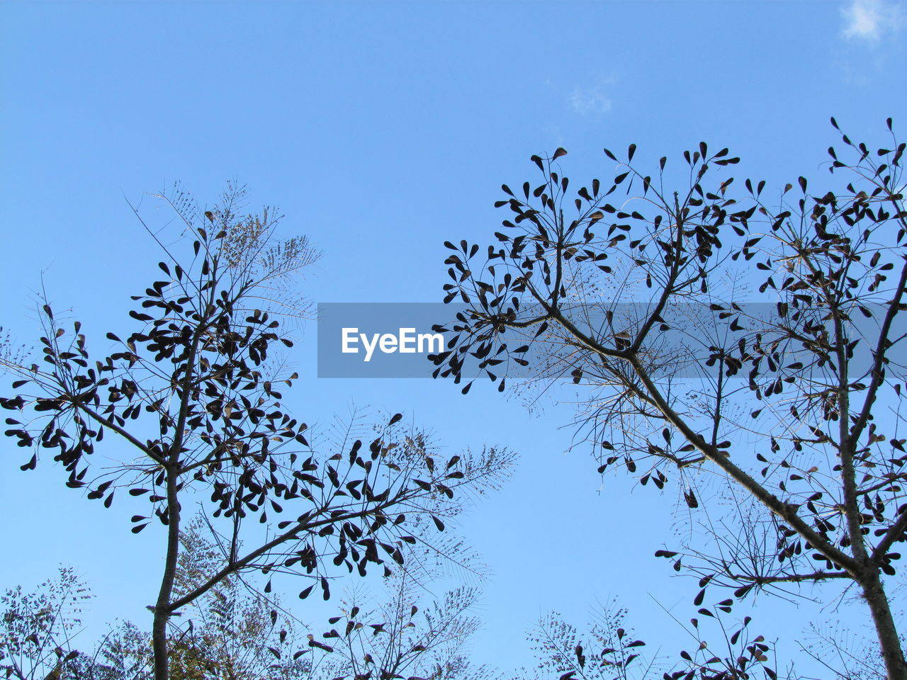 LOW ANGLE VIEW OF TREE AGAINST BLUE SKY