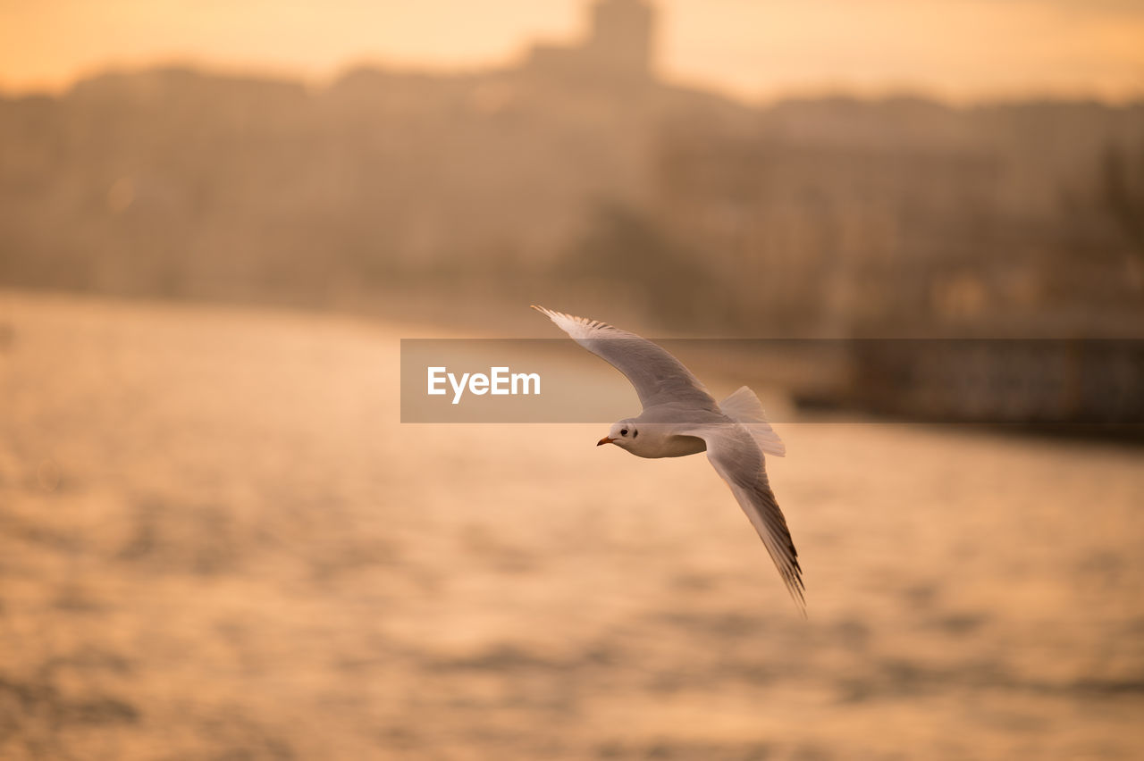 Seagull flying over river