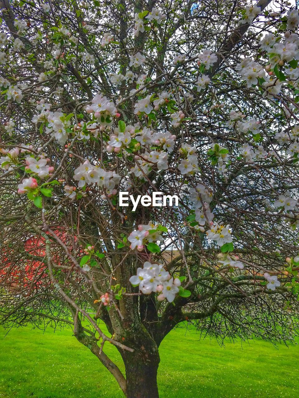 CLOSE-UP OF FRESH FLOWER TREE IN PARK